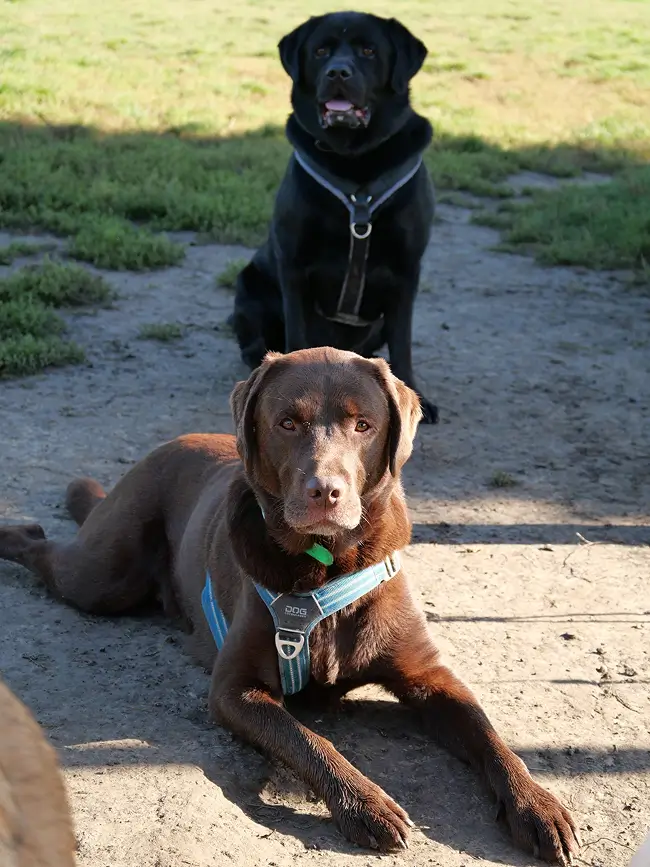 Chien suivi par un éducateur