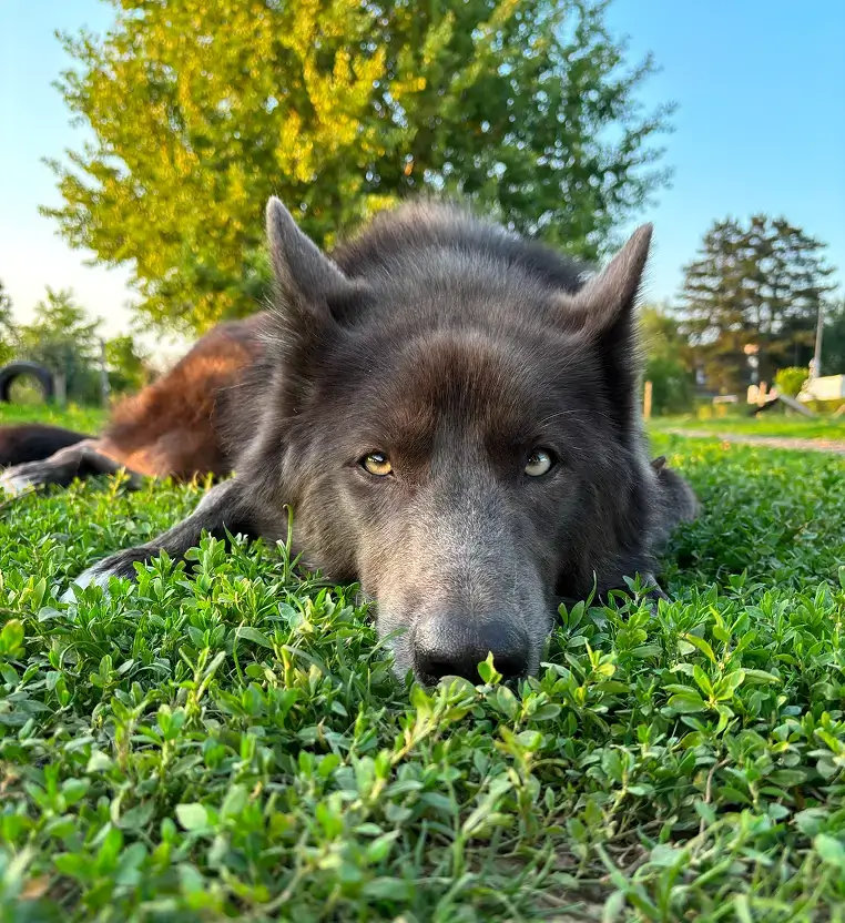 Education Canine Toufflers Inuitement Dog, méthodes positives