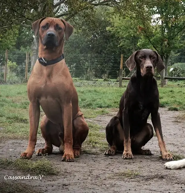 Chiens jouant dans la garderie
