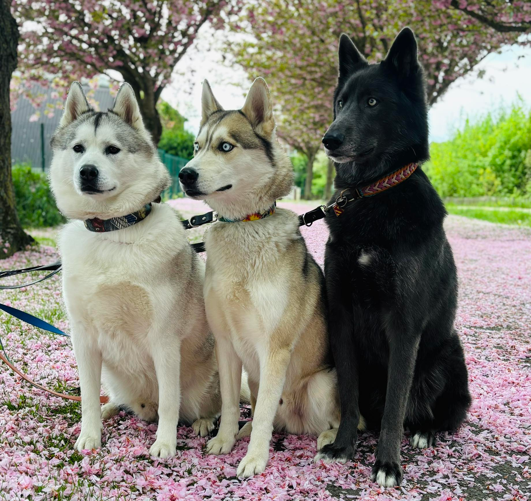 Chiens heureux dans notre garderie Inuitement Dog