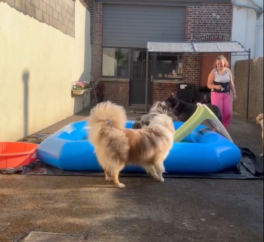 Chiens jouant dans notre garderie à Toufflers