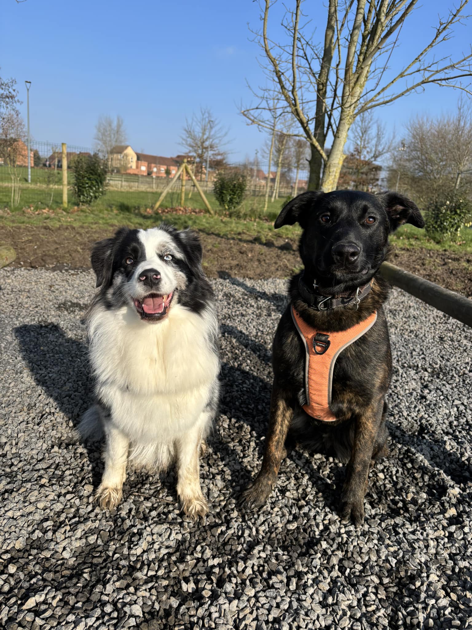 Chiens jouant dans notre garderie à Toufflers
